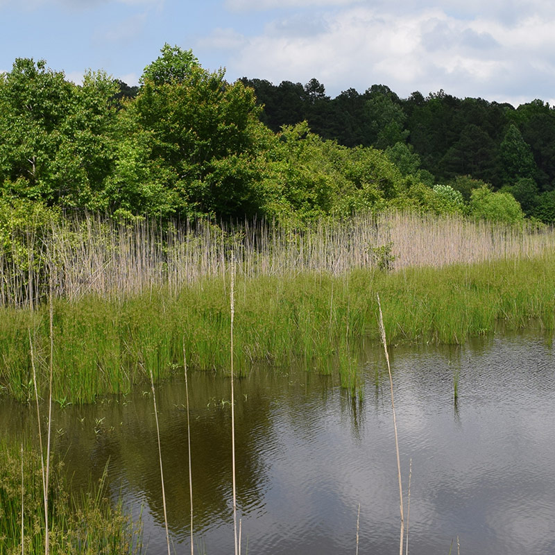 pond and nature area